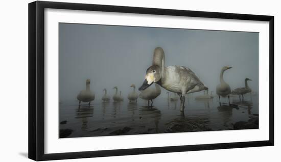 Whooper Swans (Cygnus Cygnus) Juvenile with Adults Behind, on Frozen Lake Kussharo, Hokkaido, Japan-Wim van den Heever-Framed Photographic Print