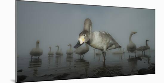 Whooper Swans (Cygnus Cygnus) Juvenile with Adults Behind, on Frozen Lake Kussharo, Hokkaido, Japan-Wim van den Heever-Mounted Photographic Print