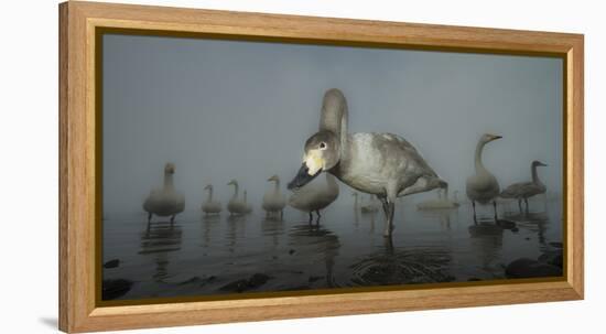 Whooper Swans (Cygnus Cygnus) Juvenile with Adults Behind, on Frozen Lake Kussharo, Hokkaido, Japan-Wim van den Heever-Framed Premier Image Canvas