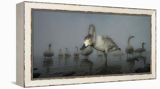 Whooper Swans (Cygnus Cygnus) Juvenile with Adults Behind, on Frozen Lake Kussharo, Hokkaido, Japan-Wim van den Heever-Framed Premier Image Canvas