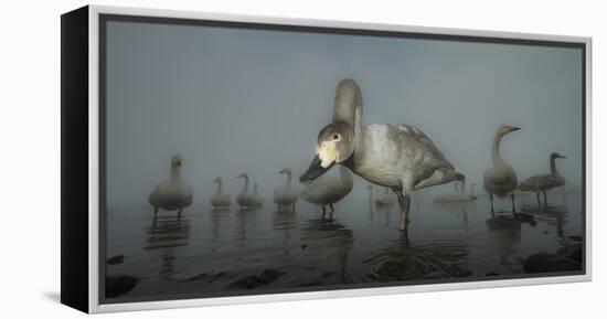 Whooper Swans (Cygnus Cygnus) Juvenile with Adults Behind, on Frozen Lake Kussharo, Hokkaido, Japan-Wim van den Heever-Framed Premier Image Canvas