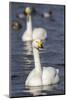 Whooper Swans (Cygnus Cygnus) on the Water, Norfolk, England-Ann & Steve Toon-Mounted Photographic Print