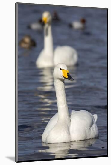 Whooper Swans (Cygnus Cygnus) on the Water, Norfolk, England-Ann & Steve Toon-Mounted Photographic Print