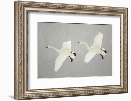 Whooper Swans (Cygnus Cygnus) Two In Flight, During Snowfall, Lake Kussharo, Japan, February-Danny Green-Framed Photographic Print