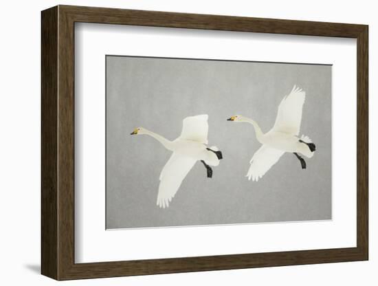 Whooper Swans (Cygnus Cygnus) Two In Flight, During Snowfall, Lake Kussharo, Japan, February-Danny Green-Framed Photographic Print