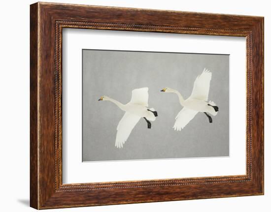 Whooper Swans (Cygnus Cygnus) Two In Flight, During Snowfall, Lake Kussharo, Japan, February-Danny Green-Framed Photographic Print