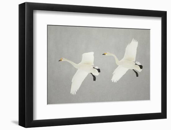 Whooper Swans (Cygnus Cygnus) Two In Flight, During Snowfall, Lake Kussharo, Japan, February-Danny Green-Framed Photographic Print