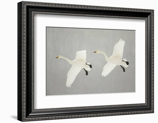 Whooper Swans (Cygnus Cygnus) Two In Flight, During Snowfall, Lake Kussharo, Japan, February-Danny Green-Framed Photographic Print