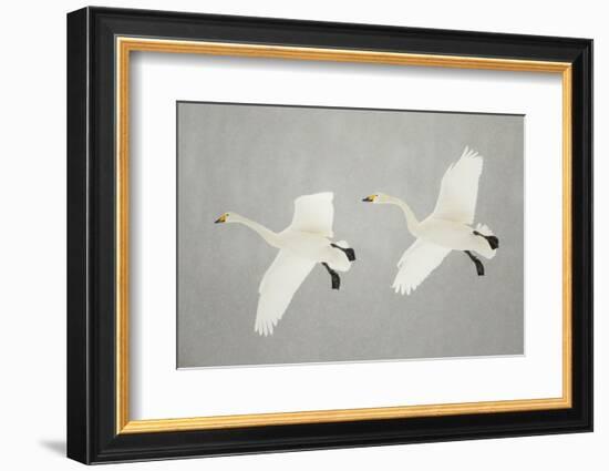 Whooper Swans (Cygnus Cygnus) Two In Flight, During Snowfall, Lake Kussharo, Japan, February-Danny Green-Framed Photographic Print