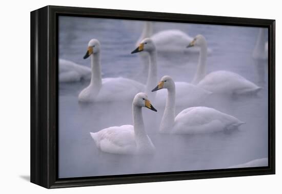 Whooper Swans Floating on Water-DLILLC-Framed Premier Image Canvas