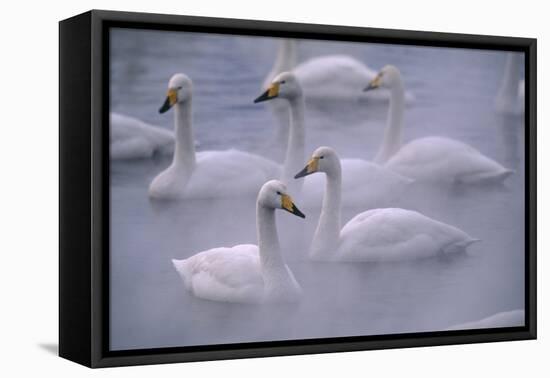 Whooper Swans Floating on Water-DLILLC-Framed Premier Image Canvas