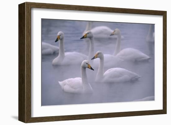 Whooper Swans Floating on Water-DLILLC-Framed Premium Photographic Print