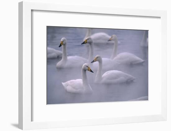 Whooper Swans Floating on Water-DLILLC-Framed Premium Photographic Print