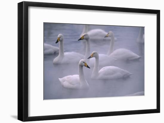 Whooper Swans Floating on Water-DLILLC-Framed Premium Photographic Print