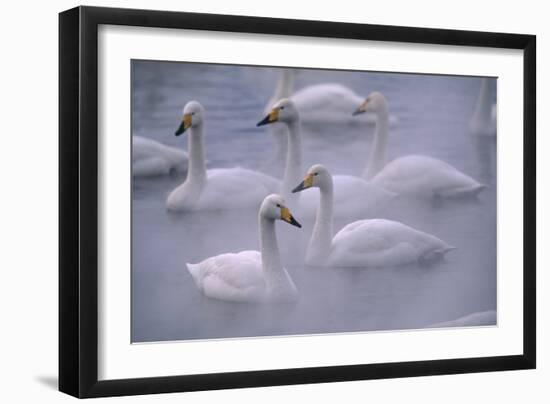 Whooper Swans Floating on Water-DLILLC-Framed Premium Photographic Print