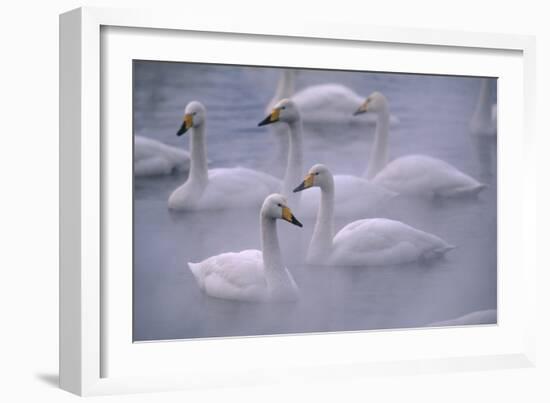 Whooper Swans Floating on Water-DLILLC-Framed Premium Photographic Print