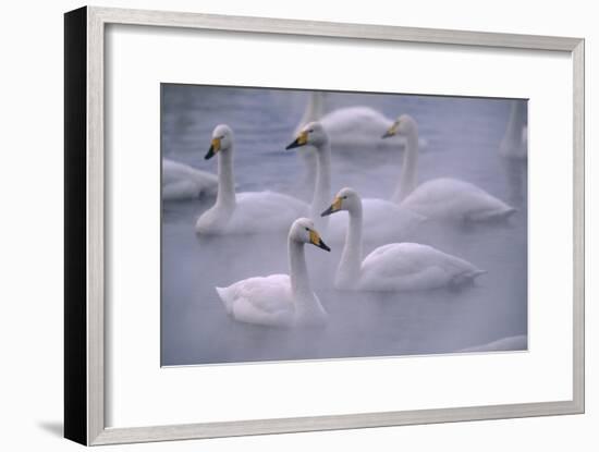 Whooper Swans Floating on Water-DLILLC-Framed Premium Photographic Print
