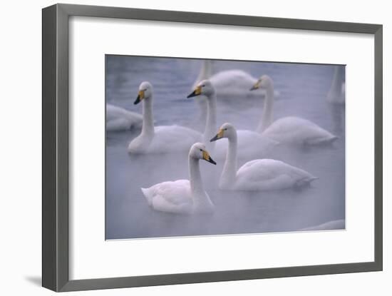 Whooper Swans Floating on Water-DLILLC-Framed Premium Photographic Print