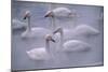Whooper Swans Floating on Water-DLILLC-Mounted Premium Photographic Print