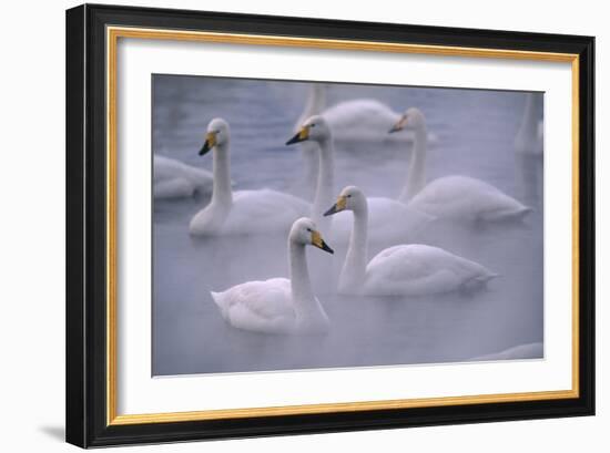 Whooper Swans Floating on Water-DLILLC-Framed Premium Photographic Print