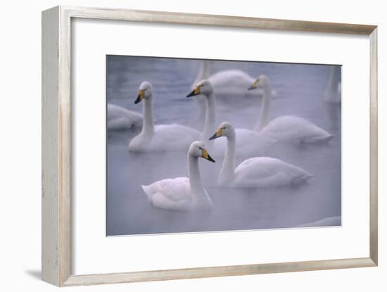 Whooper Swans Floating on Water-DLILLC-Framed Premium Photographic Print