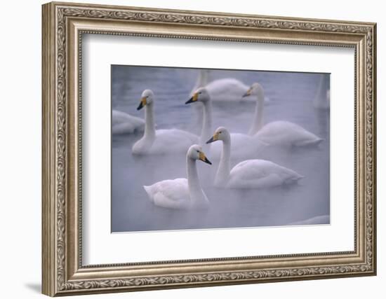 Whooper Swans Floating on Water-DLILLC-Framed Photographic Print