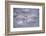 Whooper Swans Floating on Water-DLILLC-Framed Photographic Print