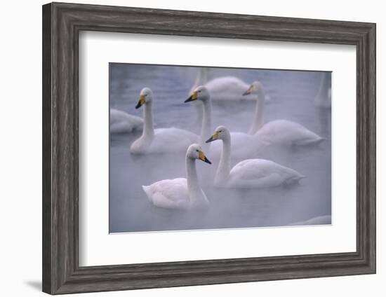 Whooper Swans Floating on Water-DLILLC-Framed Photographic Print