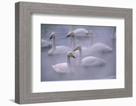 Whooper Swans Floating on Water-DLILLC-Framed Photographic Print