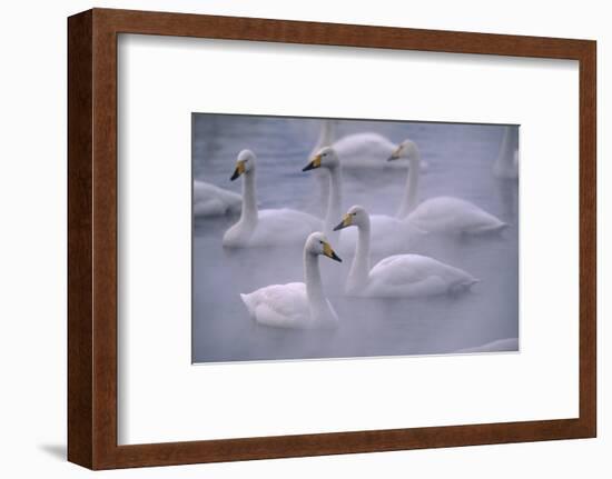 Whooper Swans Floating on Water-DLILLC-Framed Photographic Print