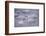 Whooper Swans Floating on Water-DLILLC-Framed Photographic Print