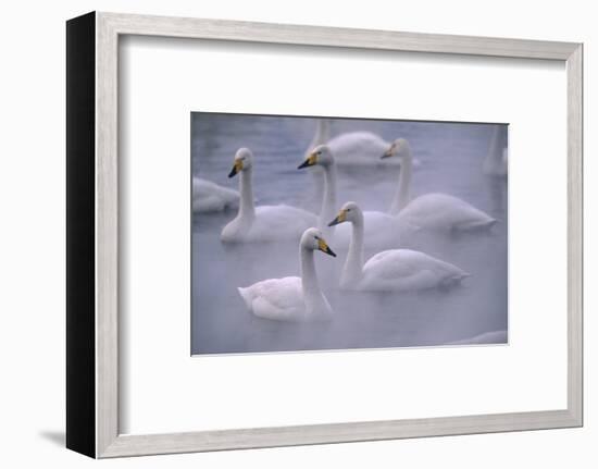 Whooper Swans Floating on Water-DLILLC-Framed Photographic Print