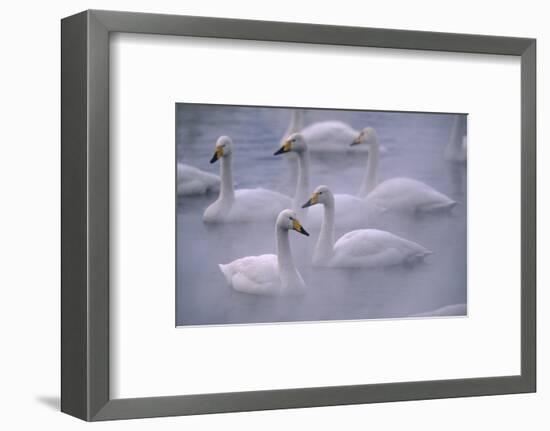 Whooper Swans Floating on Water-DLILLC-Framed Photographic Print