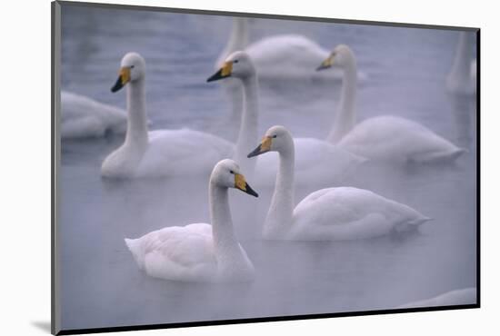 Whooper Swans Floating on Water-DLILLC-Mounted Photographic Print