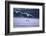 Whooper Swans Flying over Lake-DLILLC-Framed Photographic Print