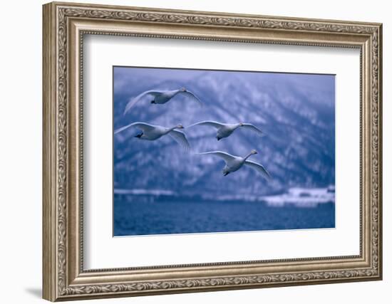 Whooper Swans Flying over Lake-DLILLC-Framed Photographic Print