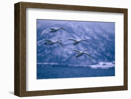 Whooper Swans Flying over Lake-DLILLC-Framed Photographic Print