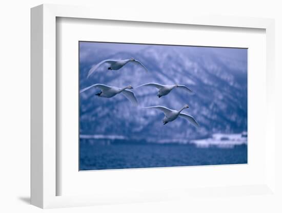 Whooper Swans Flying over Lake-DLILLC-Framed Photographic Print