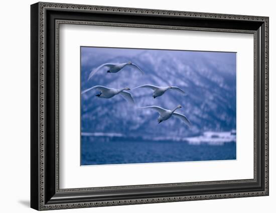 Whooper Swans Flying over Lake-DLILLC-Framed Photographic Print