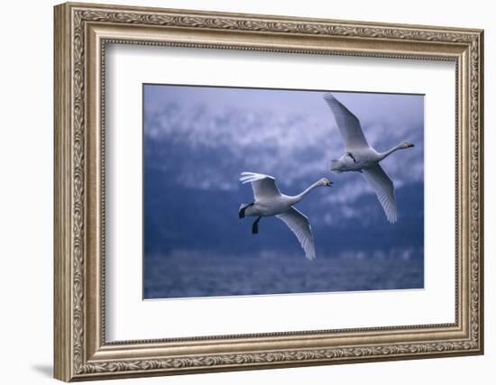 Whooper Swans Flying over Water-DLILLC-Framed Photographic Print