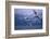Whooper Swans Flying over Water-DLILLC-Framed Photographic Print