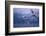 Whooper Swans Flying over Water-DLILLC-Framed Photographic Print