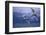 Whooper Swans Flying over Water-DLILLC-Framed Photographic Print