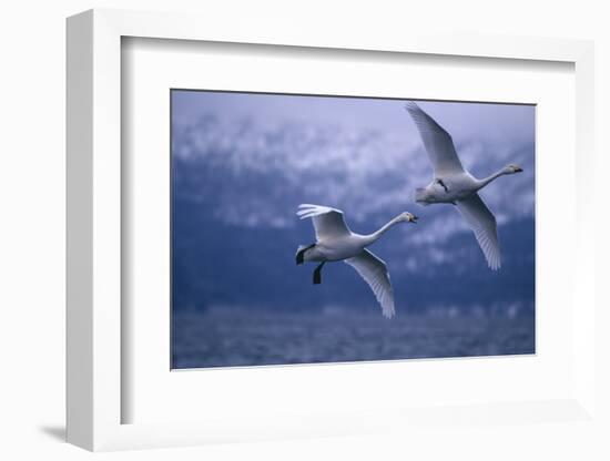 Whooper Swans Flying over Water-DLILLC-Framed Photographic Print