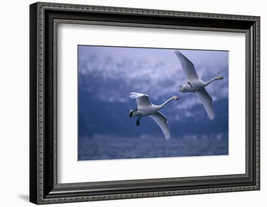 Whooper Swans Flying over Water-DLILLC-Framed Photographic Print