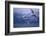 Whooper Swans Flying over Water-DLILLC-Framed Photographic Print