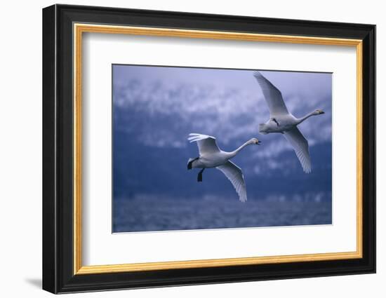 Whooper Swans Flying over Water-DLILLC-Framed Photographic Print