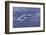 Whooper Swans Flying over Water-DLILLC-Framed Photographic Print