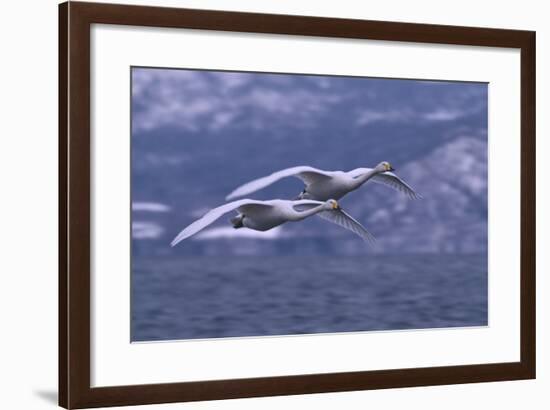 Whooper Swans Flying over Water-DLILLC-Framed Photographic Print