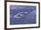 Whooper Swans Flying over Water-DLILLC-Framed Photographic Print